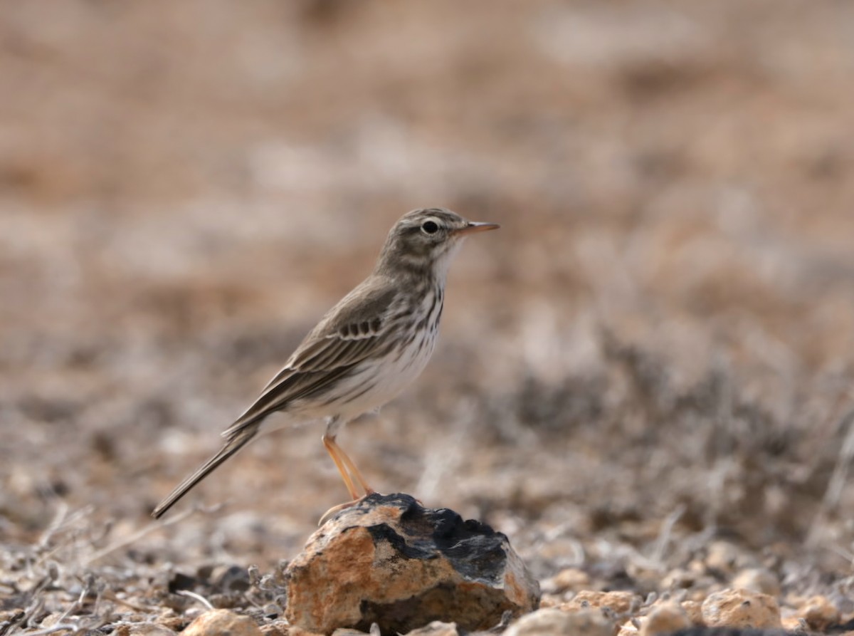 linduška kanárská - ML647374198