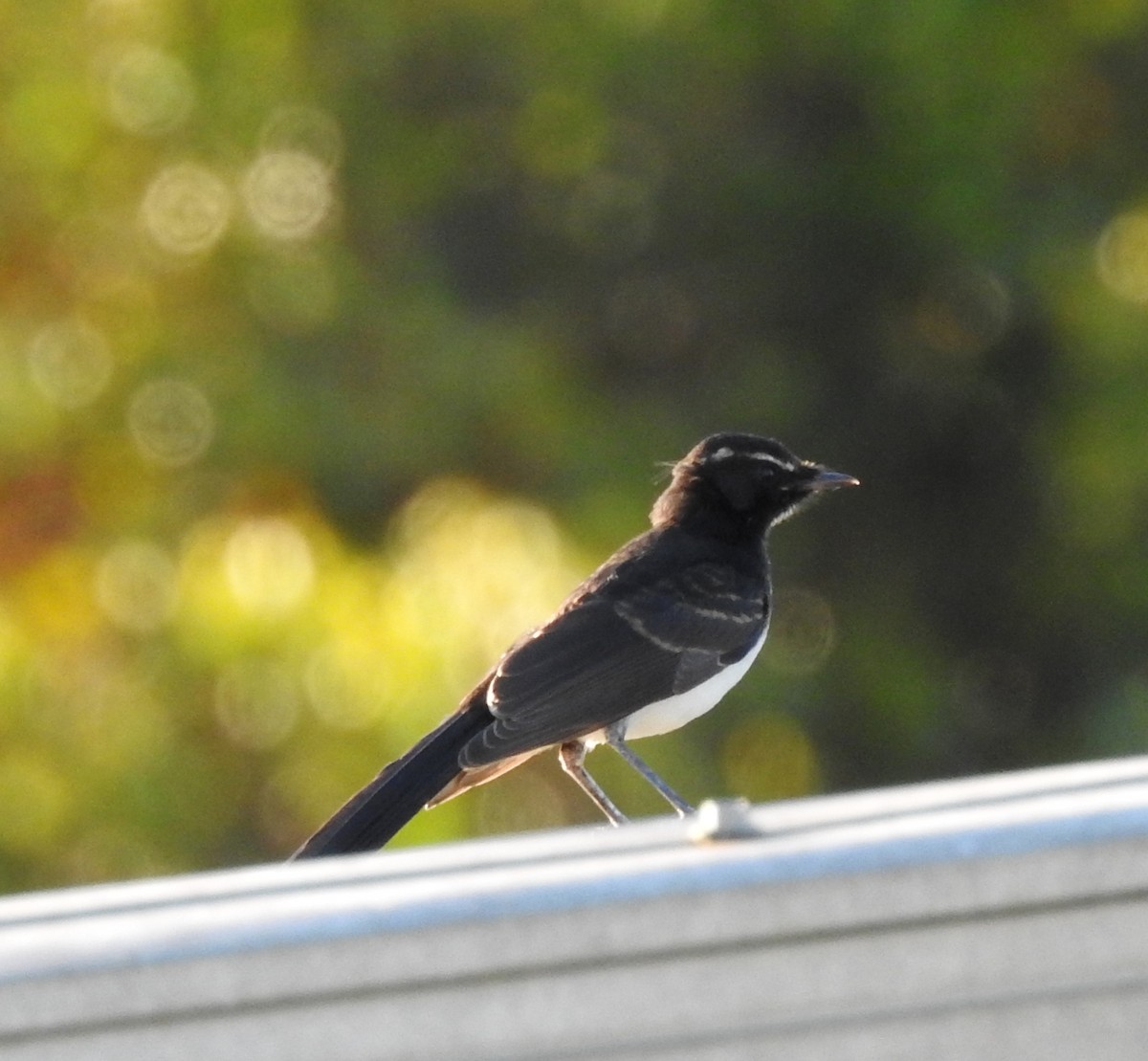 Чёрно-белая веерохвостка - ML647374204