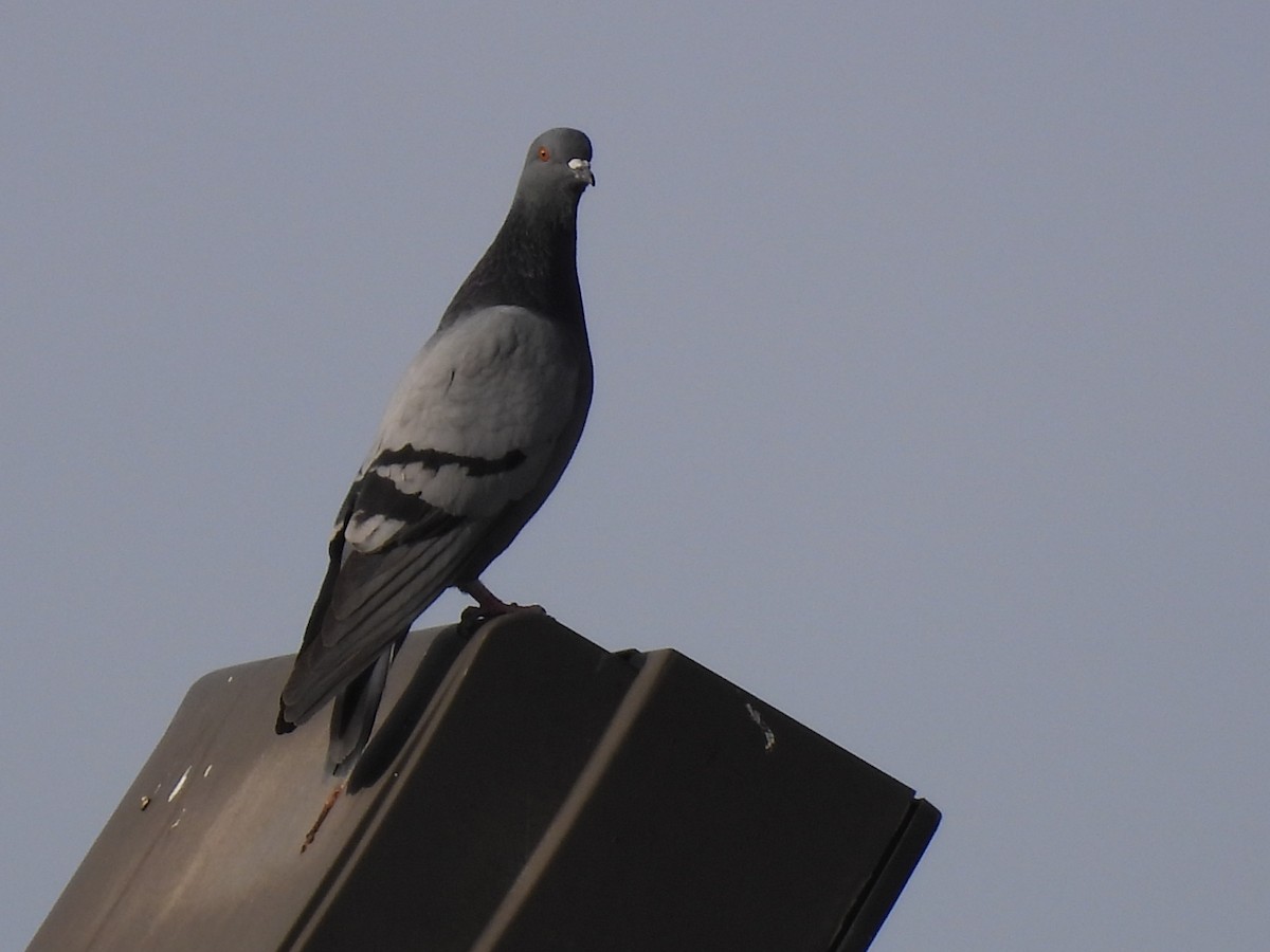 Rock Pigeon (Feral Pigeon) - ML647374205