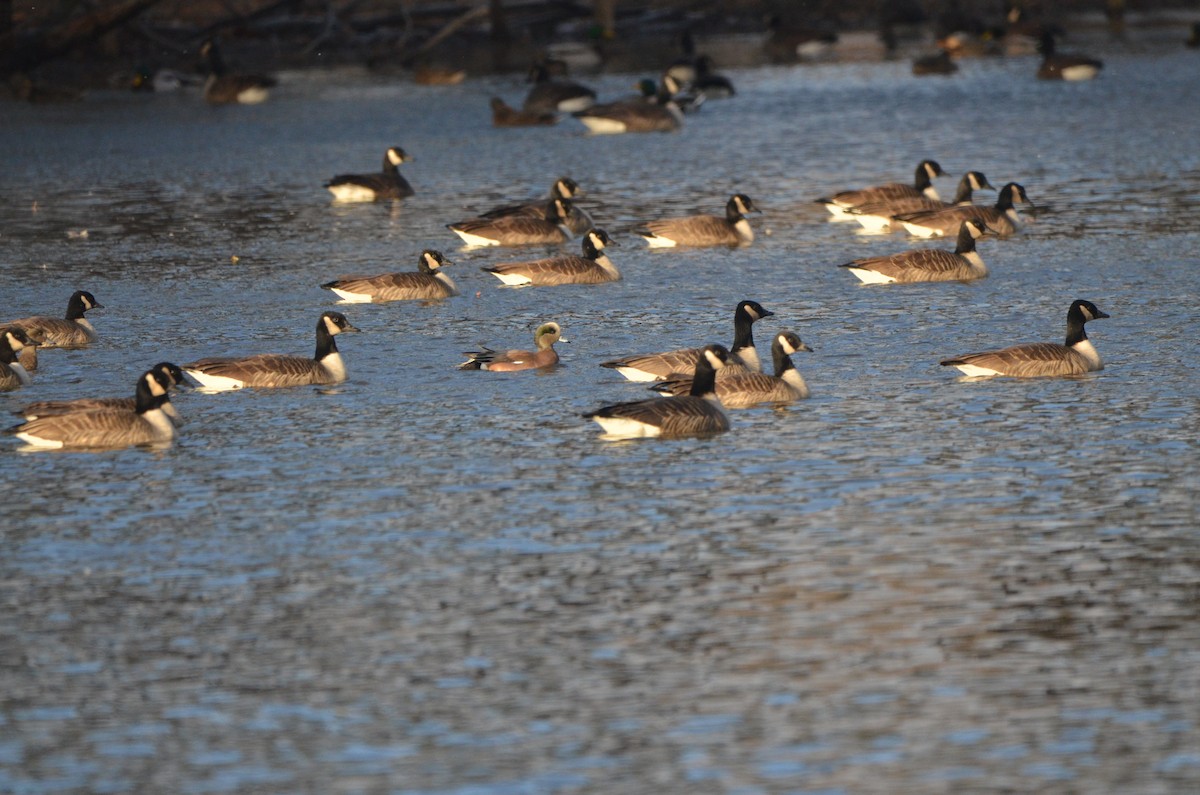 American Wigeon - ML647374209