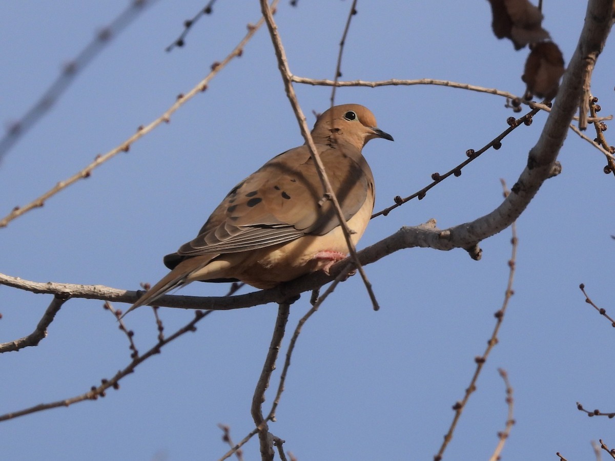 Mourning Dove - ML647374213