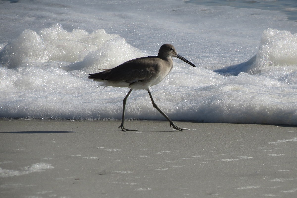 Willet - ML647374214