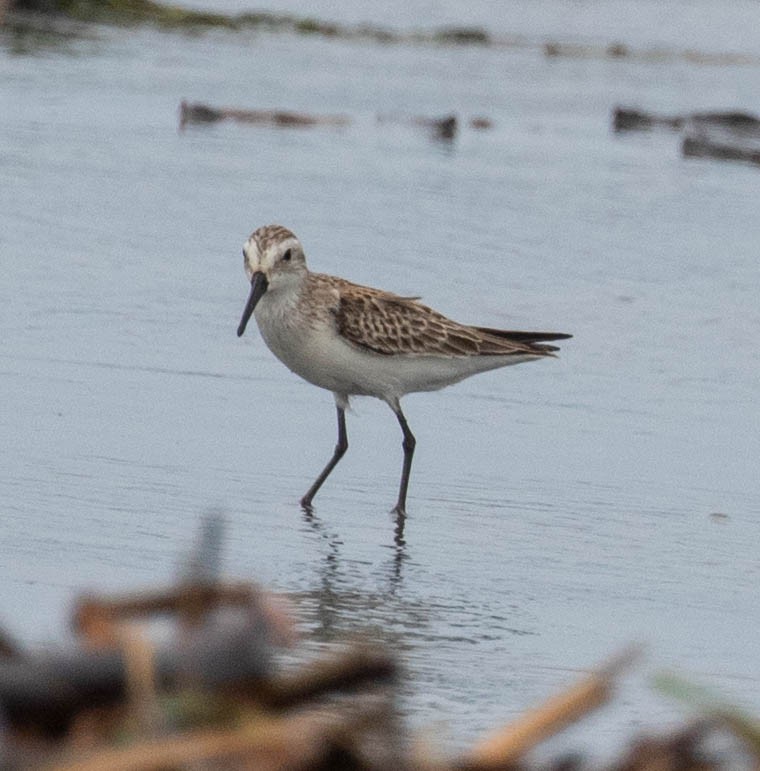 Gambecchio dell'Alaska - ML647374218