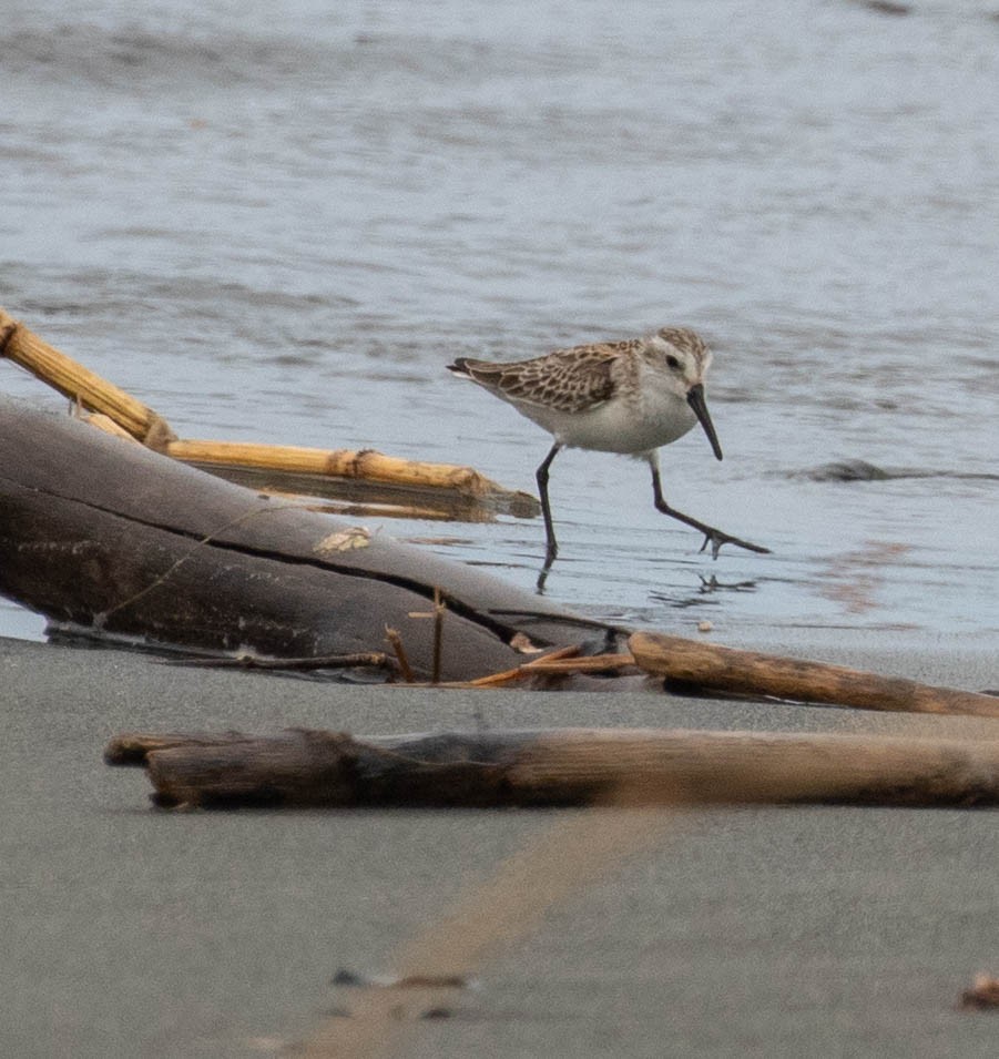 Gambecchio dell'Alaska - ML647374219