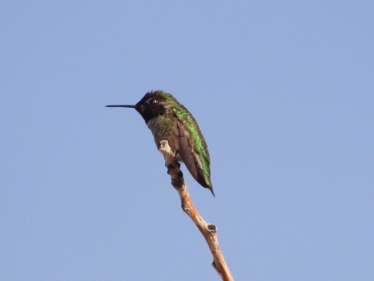 Anna's Hummingbird - ML647374226