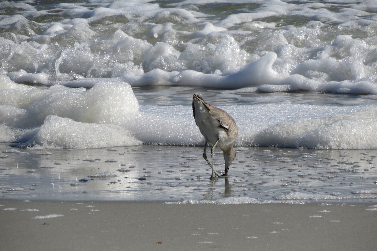 Willet - ML647374229
