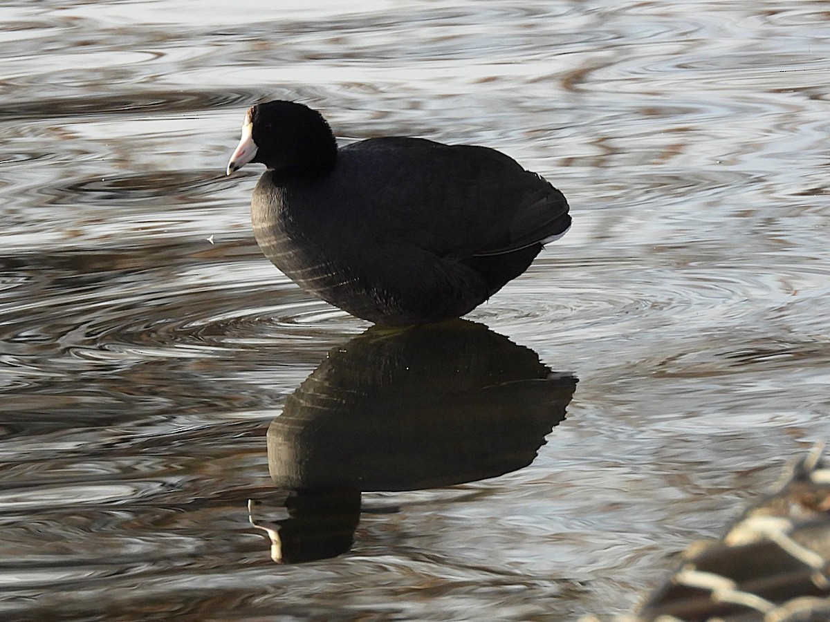 Лиска американська - ML647374232