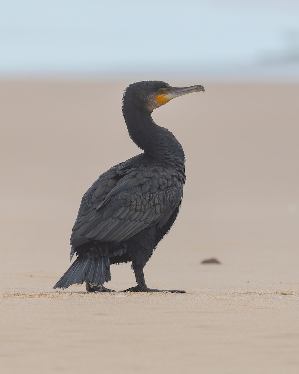 Great Cormorant - ML647374236