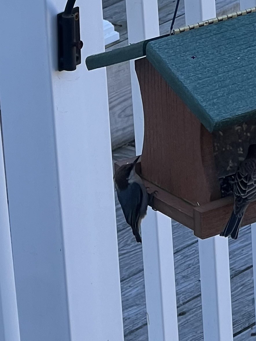 Boz Başlı Sıvacı - ML647374248