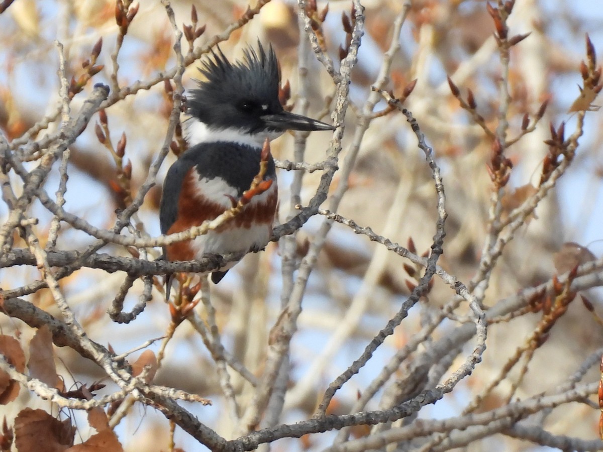 Belted Kingfisher - ML647374249