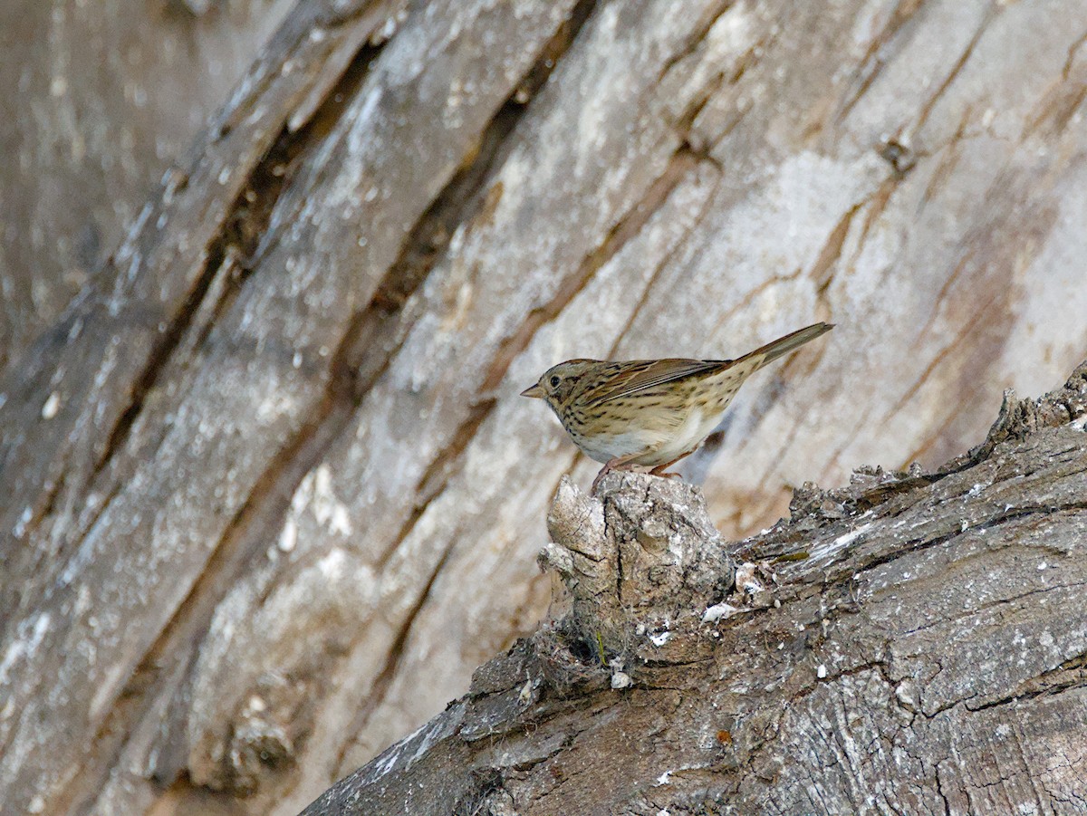 Lincoln's Sparrow - ML647374251