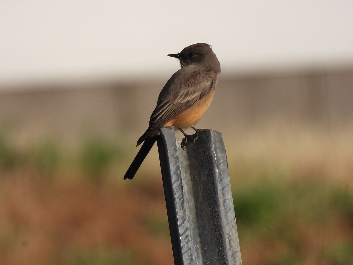 Say's Phoebe - ML647374254