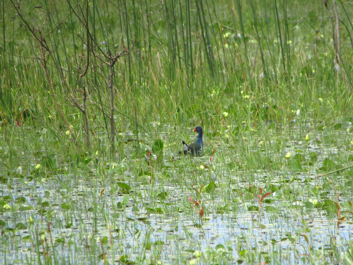 Purple Gallinule - ML647374259