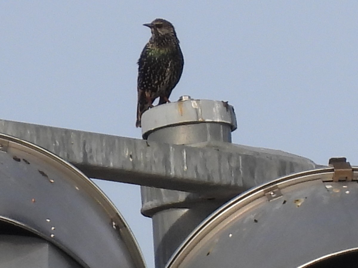 Шпак звичайний - ML647374271