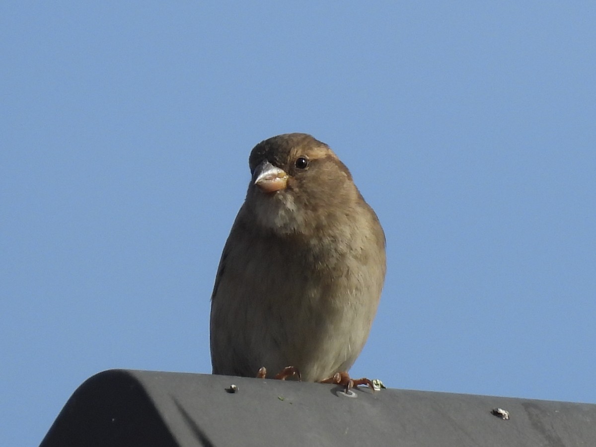 House Sparrow - ML647374276