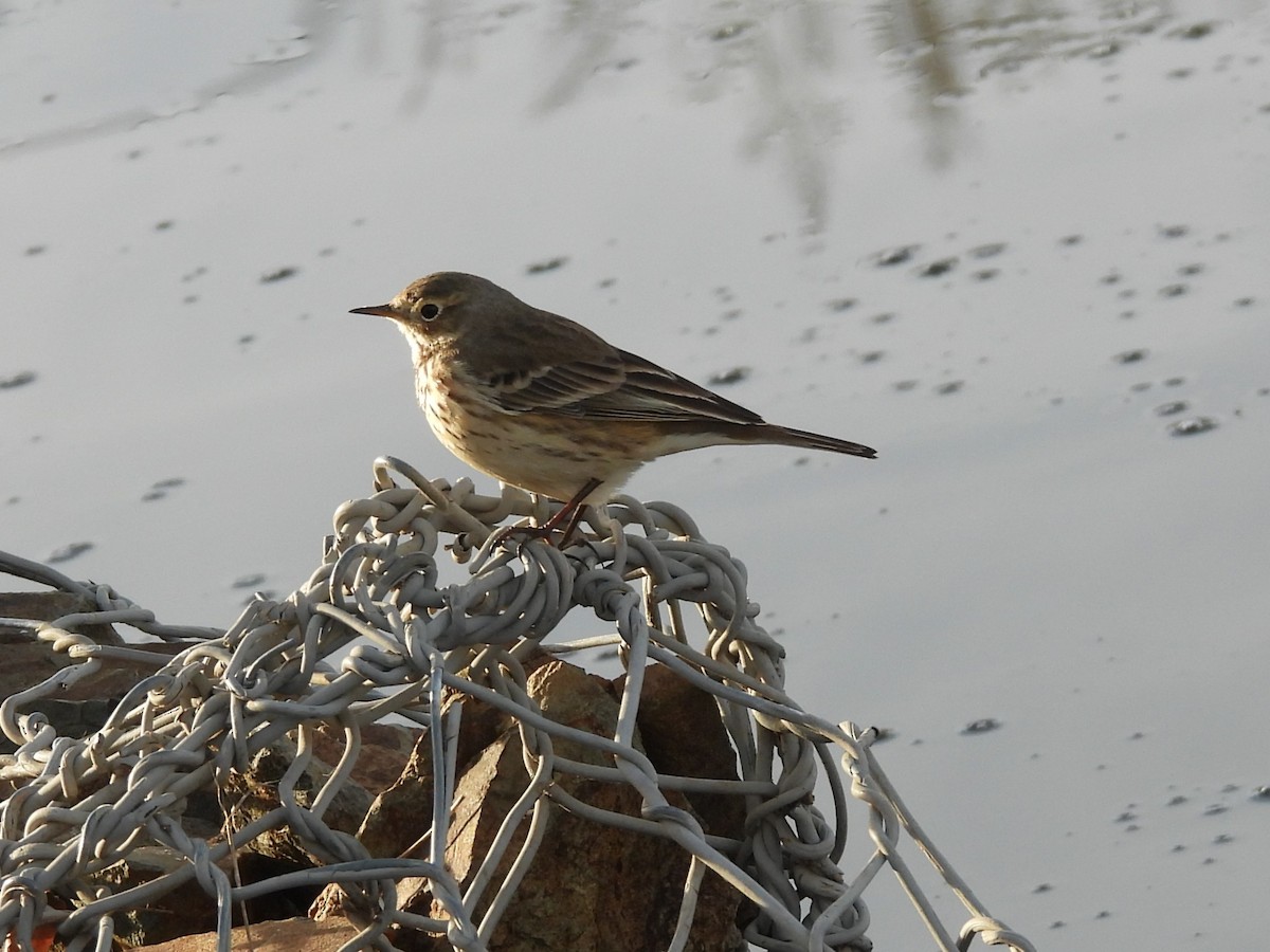 American Pipit - ML647374279