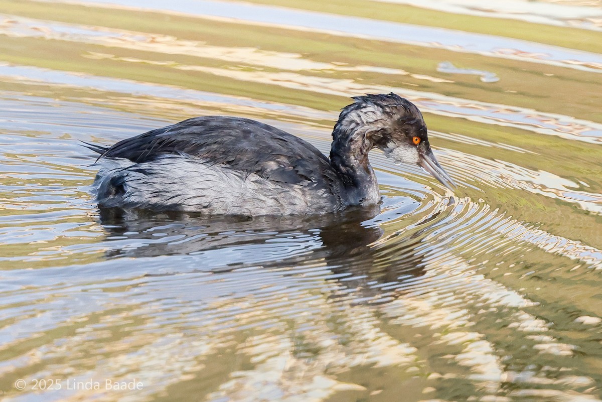 Eared Grebe - ML647374280