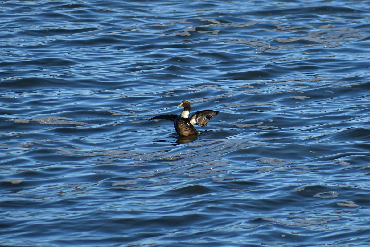 Common Eider - ML647374282