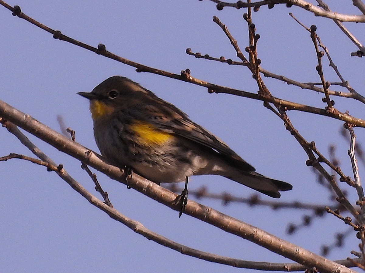 Yellow-rumped Warbler - ML647374283