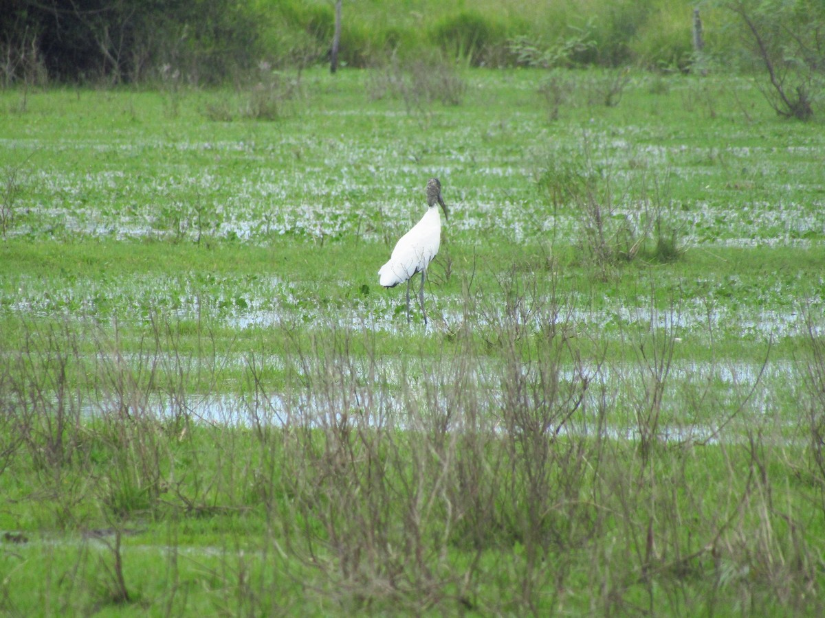Wood Stork - ML647374286