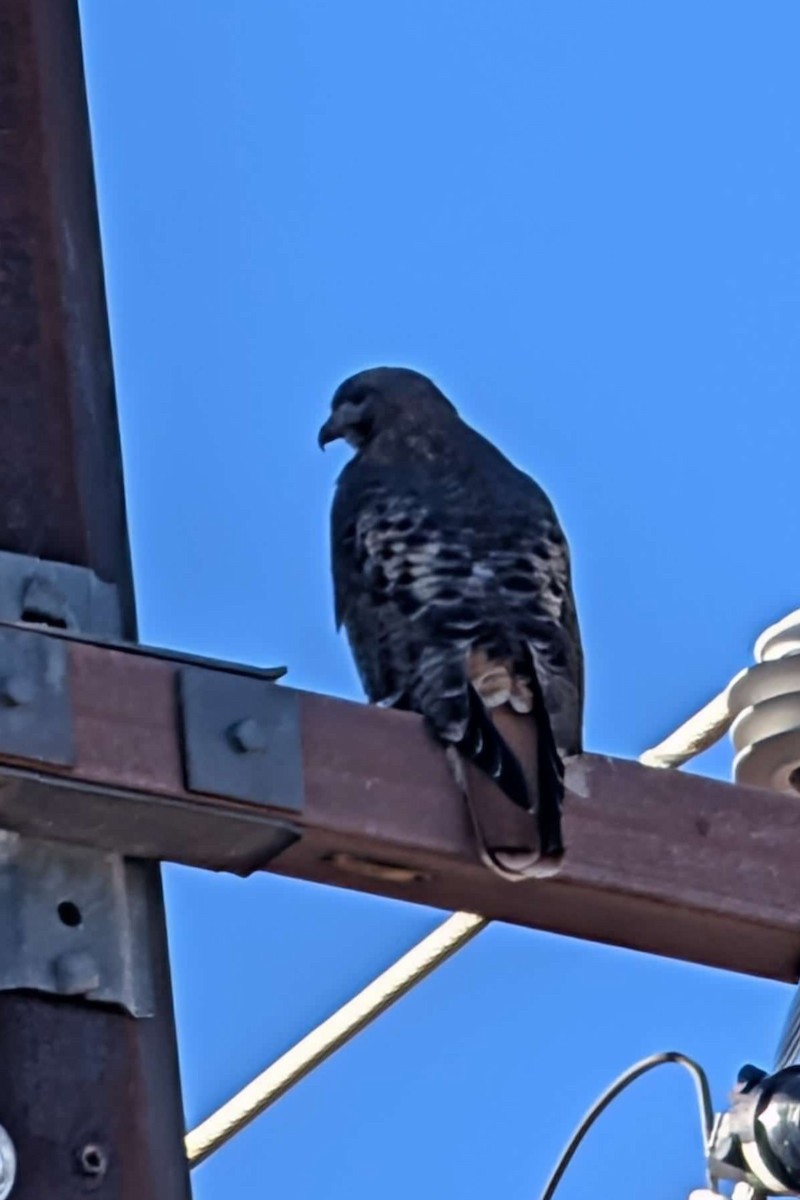 Cooper's Hawk - ML647374288