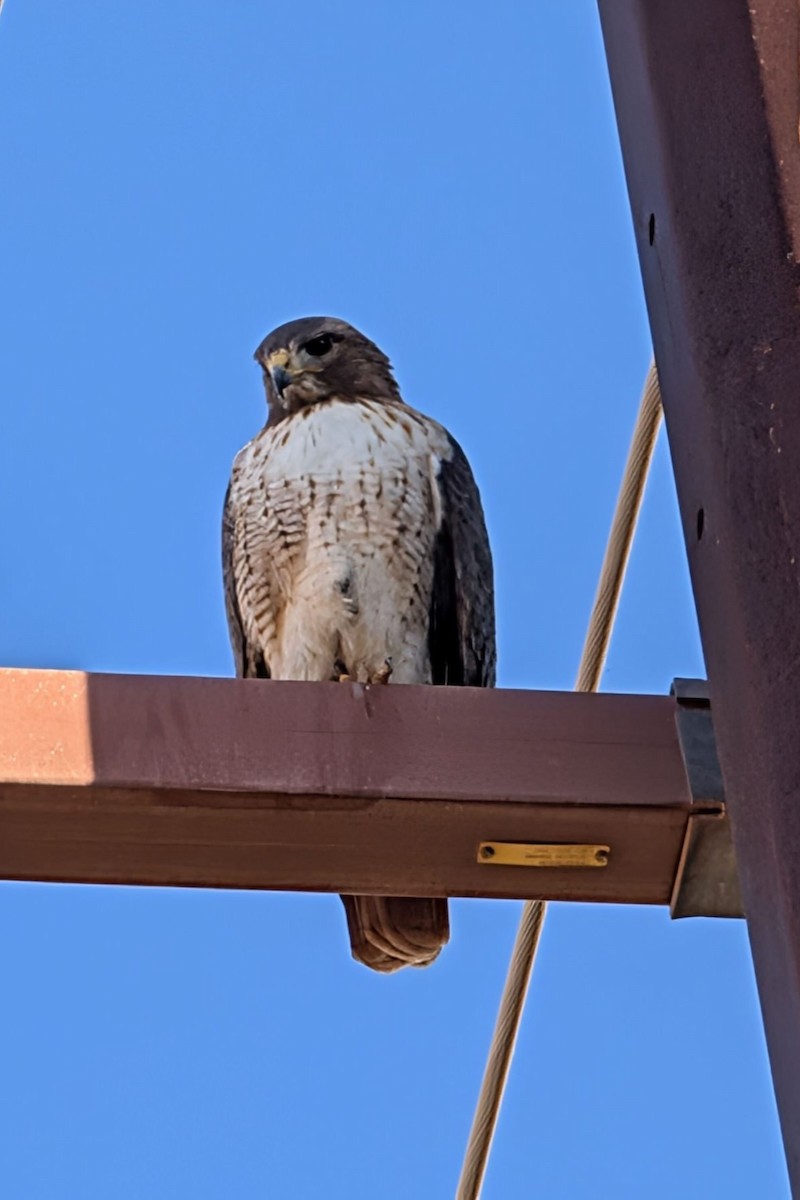 Cooper's Hawk - ML647374289