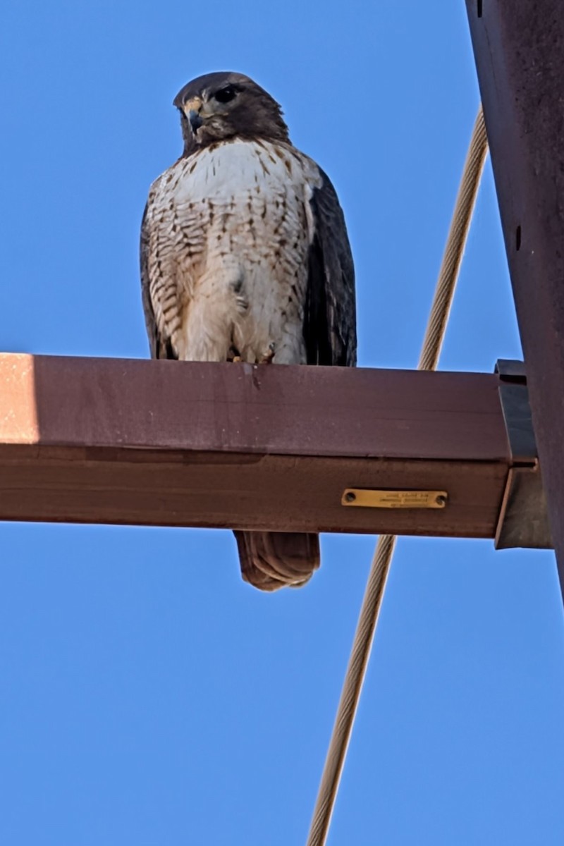 Cooper's Hawk - ML647374290