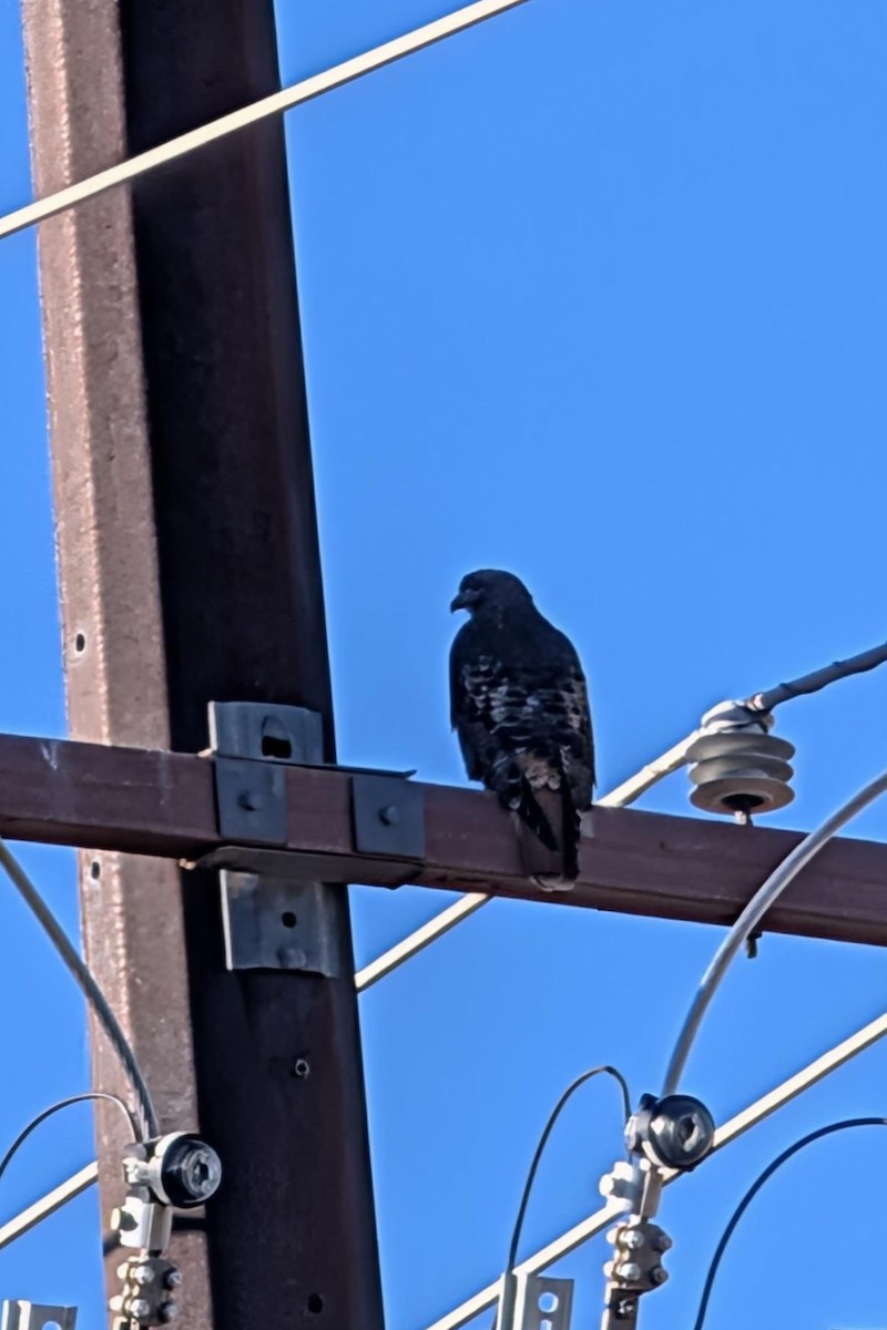 Cooper's Hawk - ML647374291