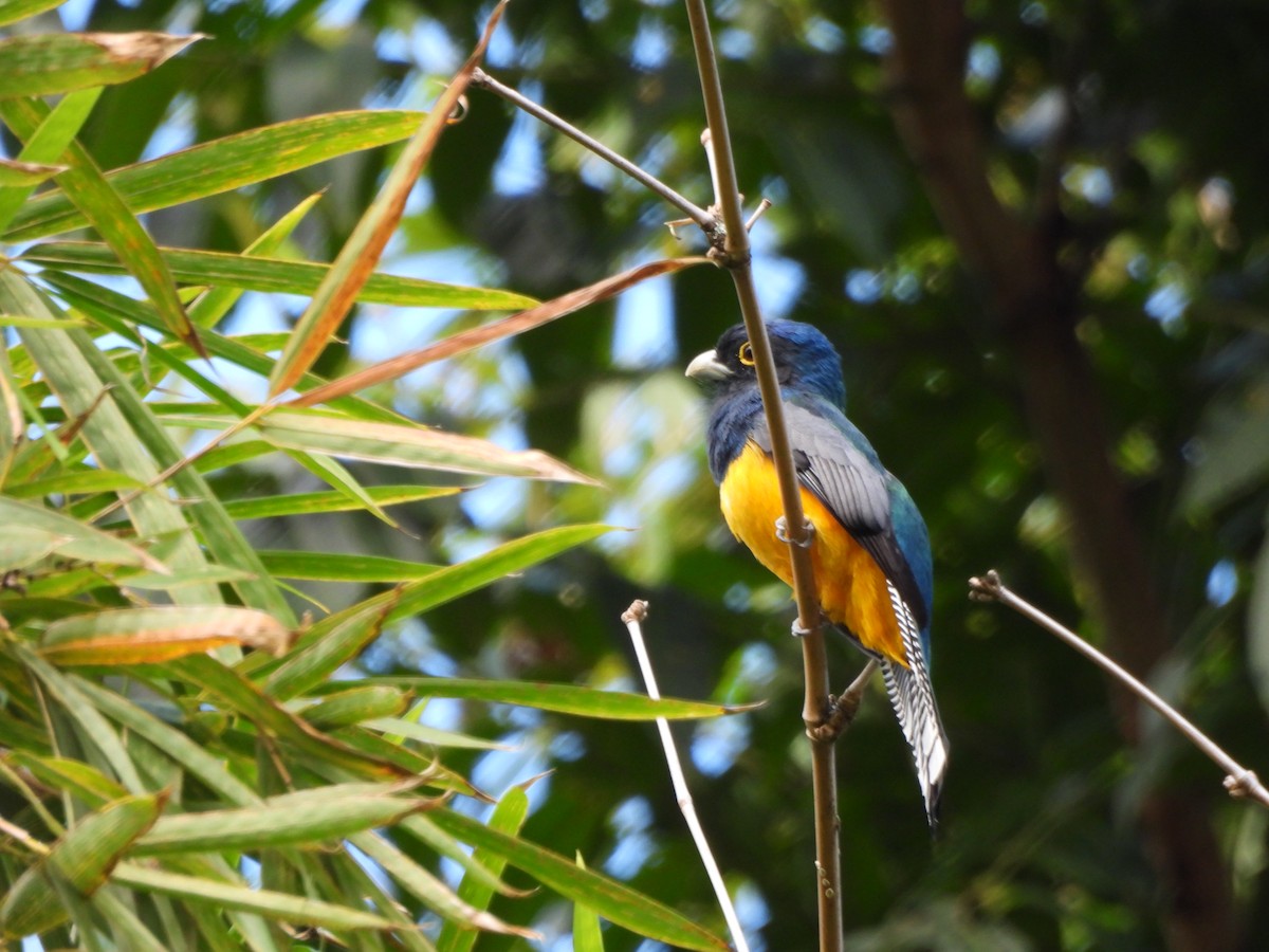 Trogón Violáceo - ML647374297