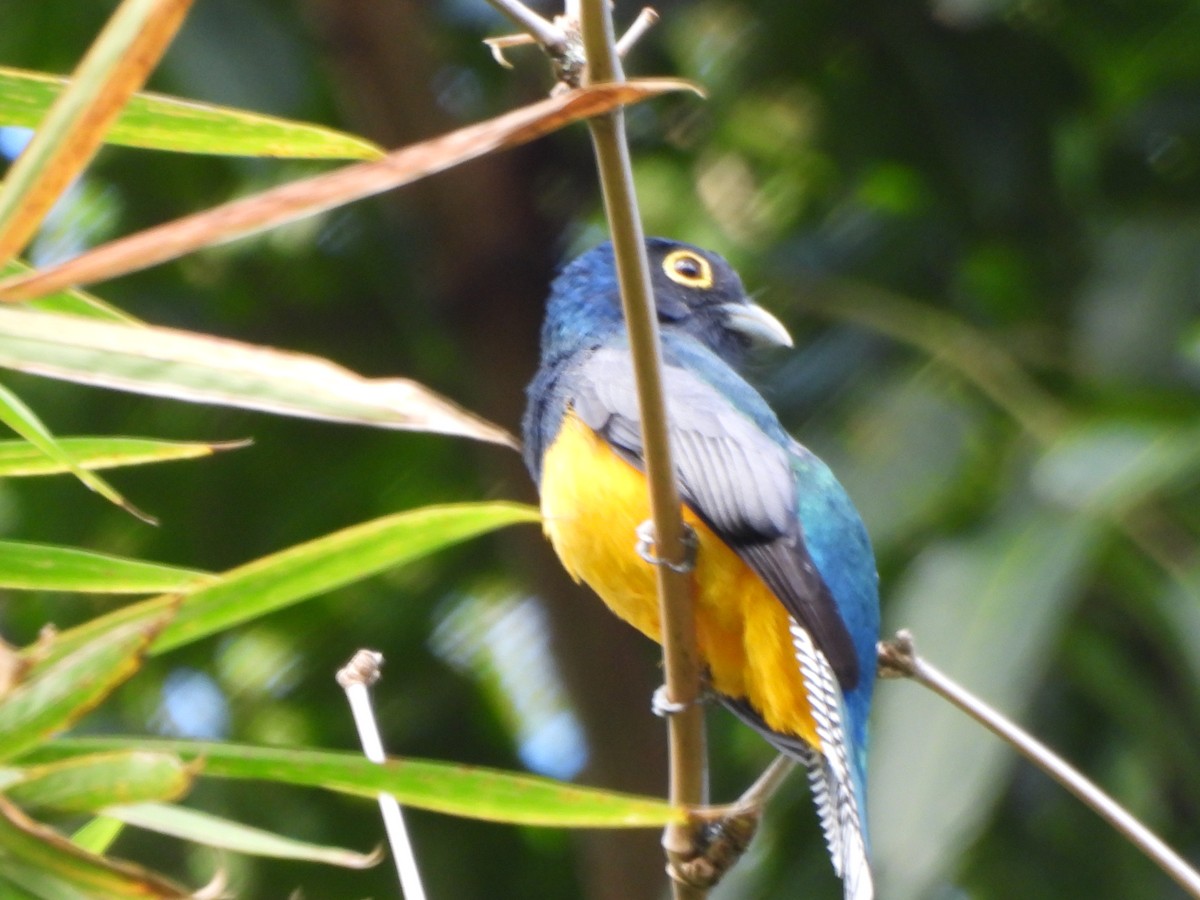 Trogón Violáceo - ML647374298