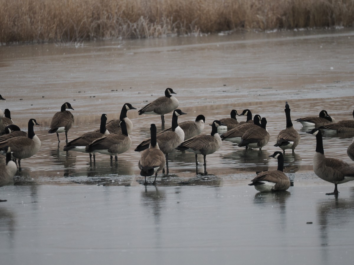 Казарка канадська - ML647374300