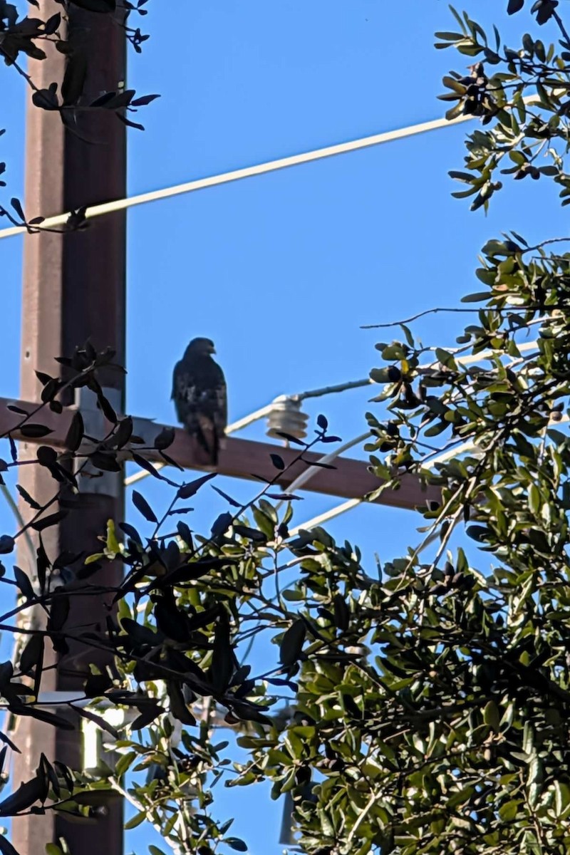 Cooper's Hawk - ML647374302