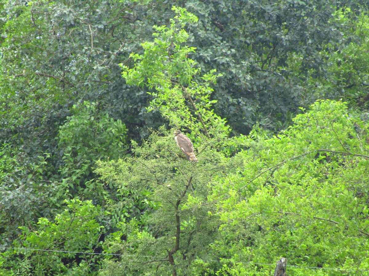 Roadside Hawk - ML647374304