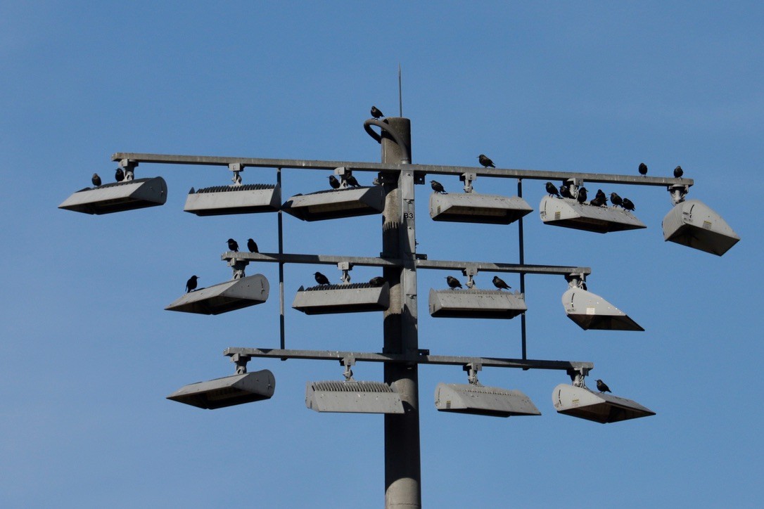 Шпак звичайний - ML647374305