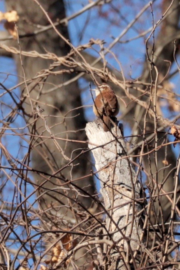Carolina Wren - ML647374315