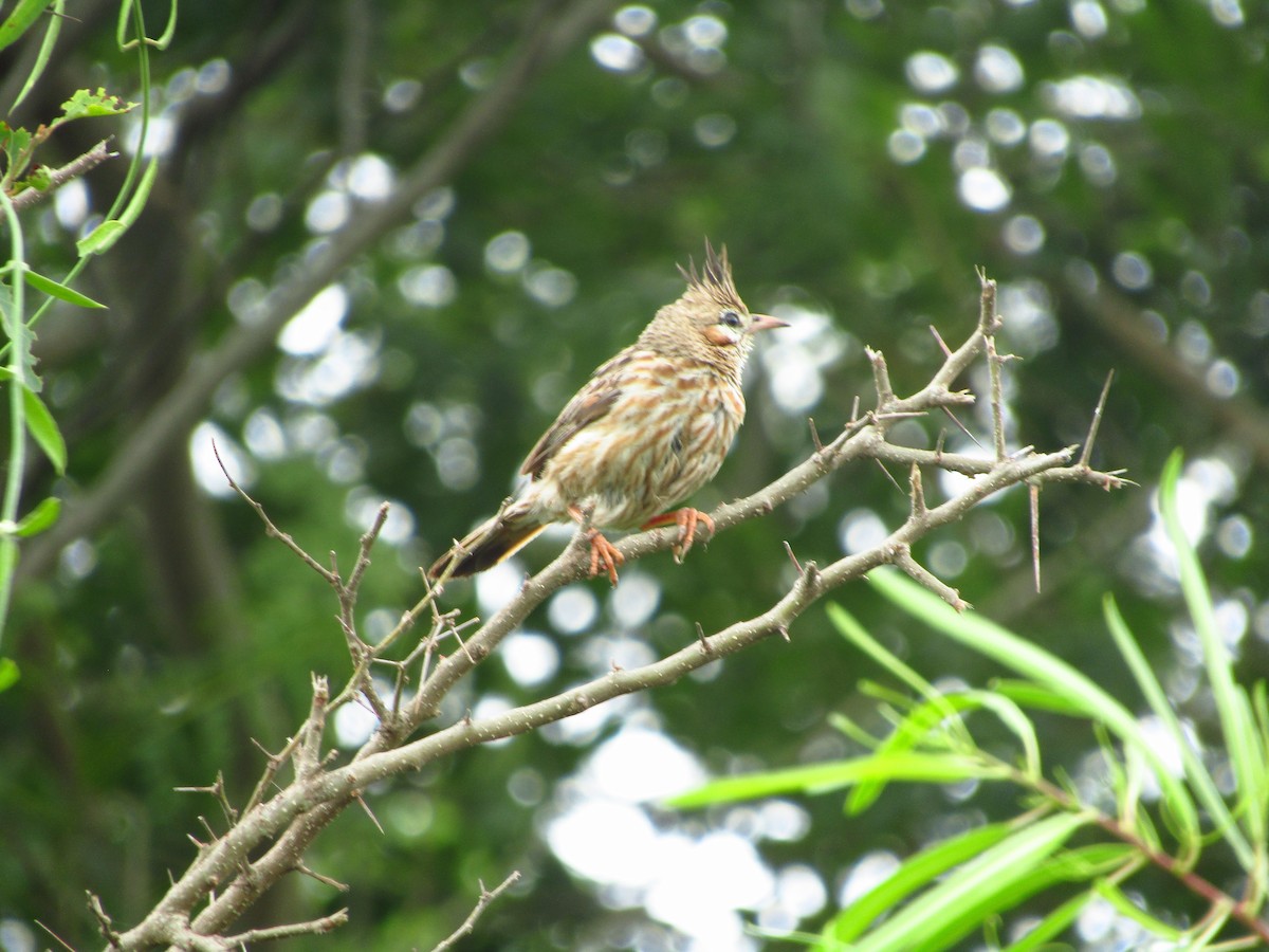 Lark-like Brushrunner - ML647374324