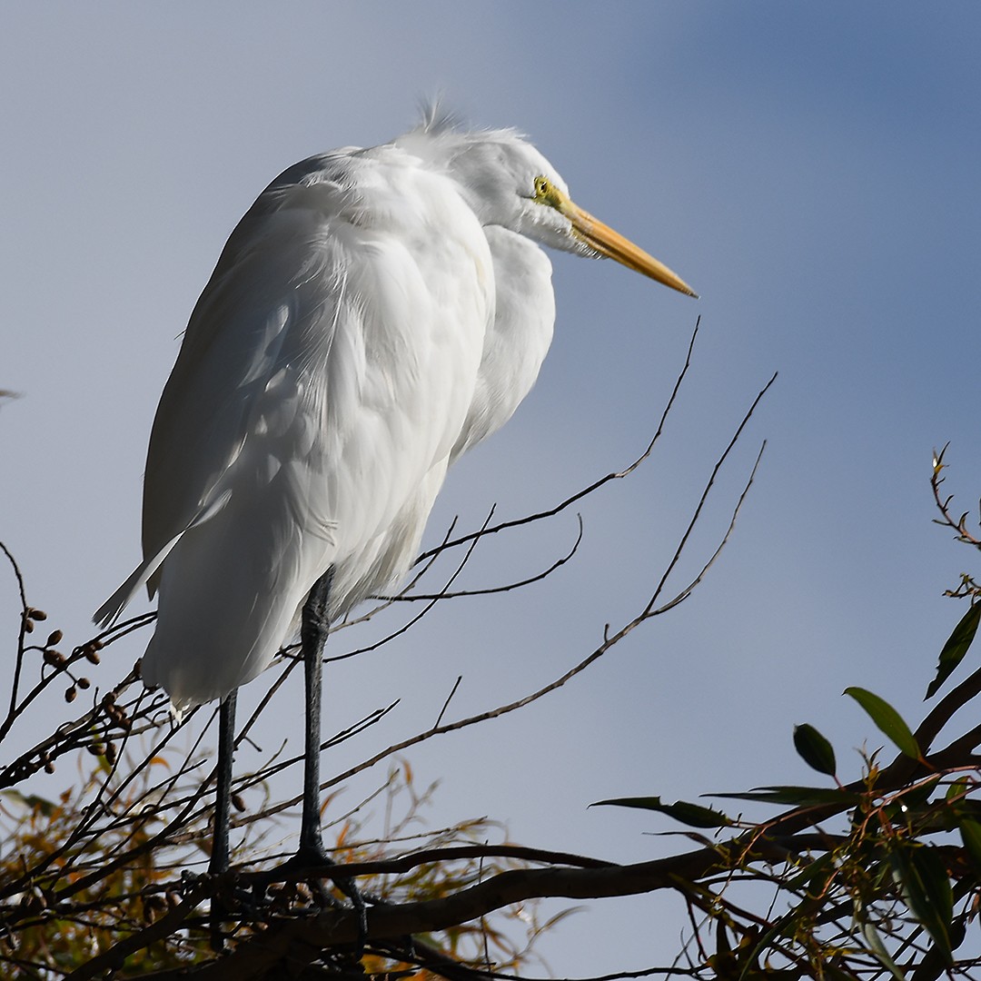 Great Egret - ML647374331