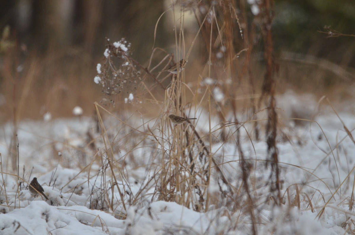 Song Sparrow - ML647374333