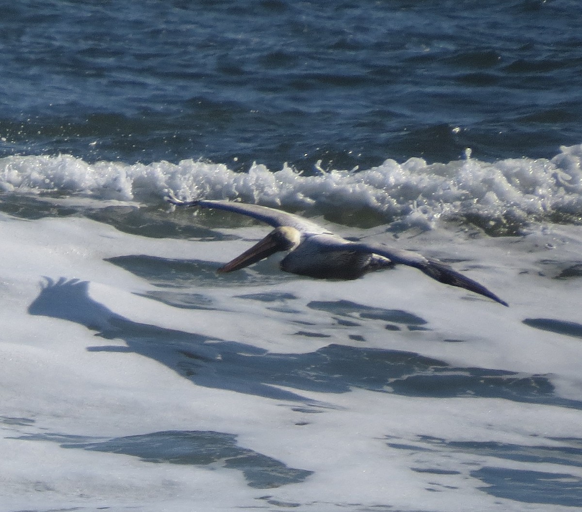 Brown Pelican - ML647374335