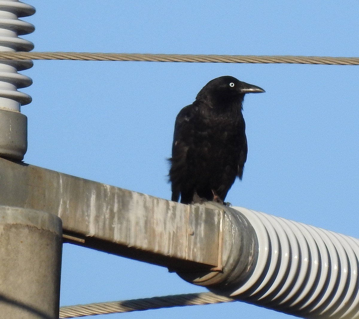 Little Raven - ML647374351