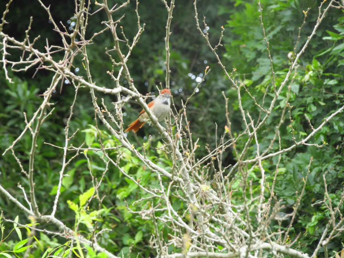 Sooty-fronted Spinetail - ML647374352