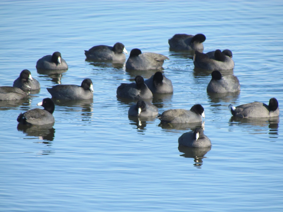 Лиска американська - ML647374356