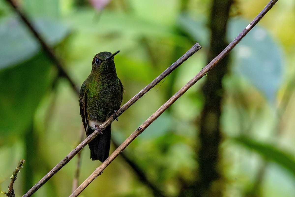 Bakır Rengi Pufayak - ML647374366