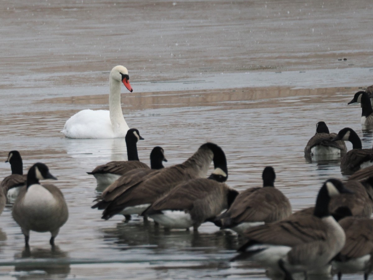 Лебідь-шипун - ML647374377