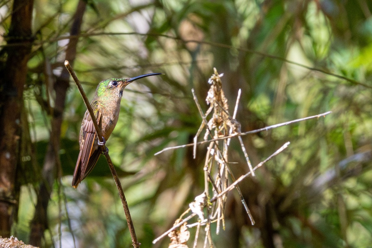 Fawn-breasted Brilliant - ML647374384