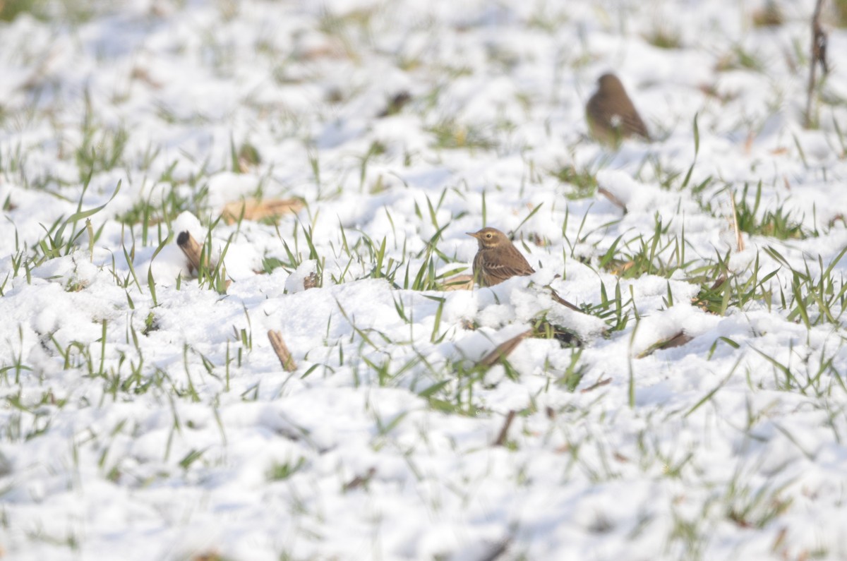 American Pipit - ML647374391