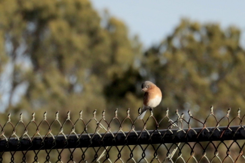 Блакитник східний - ML647374392