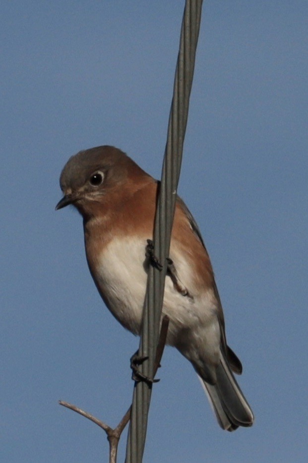 Блакитник східний - ML647374393