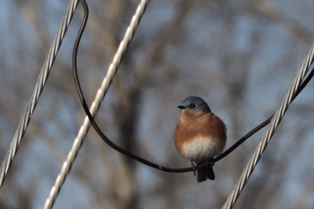 Блакитник східний - ML647374394
