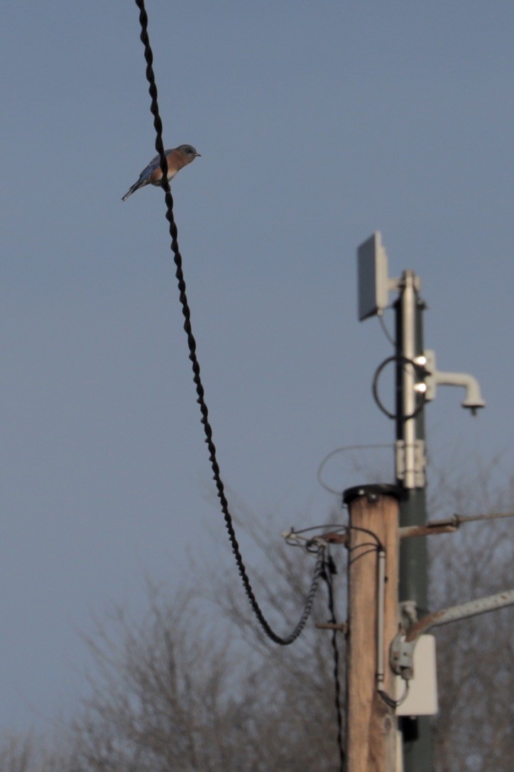 Блакитник східний - ML647374395